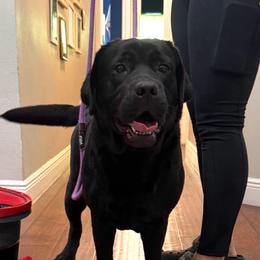 Zafra - Labrador Retriever