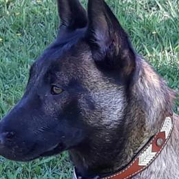 Belgian Malinois and Boston Terriers from SB & Raksha