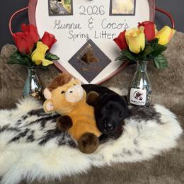 Girl 2 - Black sable female Belgian Malinois puppy in Cascade, Iowa from Platinum K9S