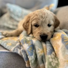 Golden Retriever Puppies from Paisley's Goldens