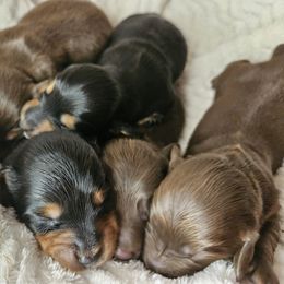 Dachshund Puppies from Idaho Dachshunds
