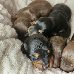 Dachshund Puppies from Idaho Dachshunds