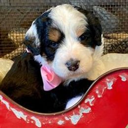 Bernedoodle and Goldendoodle Puppies from Dawg'on Doodles