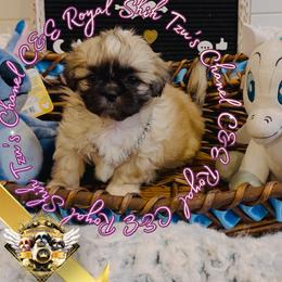 Chihuahua and Shih Tzu Puppies from C&E Royal Shih Tzu