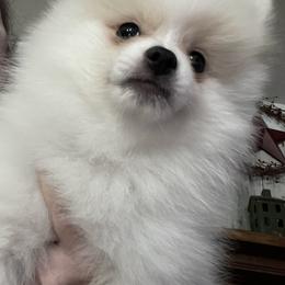 AKC boy dark blue collar - Cream parti male Pomeranian puppy in Lake City, Florida from Tiny Treasures