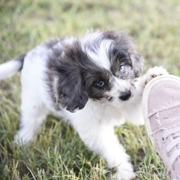 Cavalier King Charles Spaniel and Cavapoo Puppies from Lindsey’s Cavies