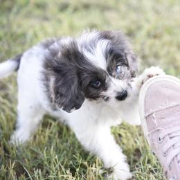 Cavalier King Charles Spaniel and Cavapoo Puppies from Lindsey’s Cavies