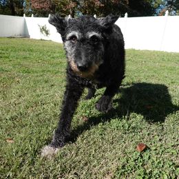 Lilly - Wire Haired Dutch Shepherd REHOMING - Silver brindle female Dutch Shepherd puppy in Charleston, West Virginia from Louisov Kennel