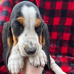 Yasmin - Black tan and white female Basset Hound puppy in Cleveland, Tennessee from Smokey Mtn Bassets