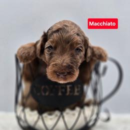 Macchiato - Merle male Goldendoodle puppy in Summerville, South Carolina from Channys Doodles