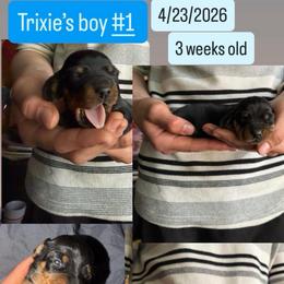 Trixie's boy 2 - Black and tan male Dachshund puppy in Grand Junction, Michigan from J.C fur babies