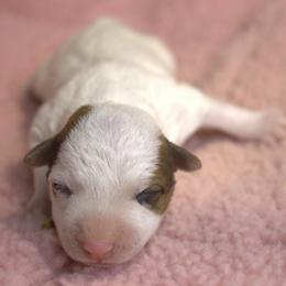 Peaches - White and tan female Parson Russell Terrier puppy in Menifee, California from Wendover Terriers