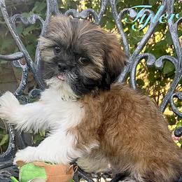 Tyler - Gold and white male Shih Tzu puppy in Hemet, California from Aloha Shih Tzu