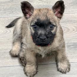 Red boy - Wheaten male Cairn Terrier puppy in Shell Knob, Missouri from Stoneridge Kennel