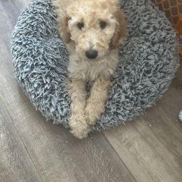 Australian Labradoodle, Goldendoodle, and Poodle All Grown Up from Grammy's Puppy Love