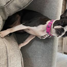Boston Terrier Puppies from Lola’s House of Bostons & Rescue