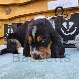 Hill (bright green) - Black brown and white male Basset Hound puppy in Big Rapids, Michigan from Basket Hound Bassets