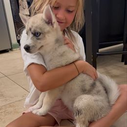 Super girl - Merle female Pomsky puppy in Spring City, Pennsylvania from Pomsky Power Puppies