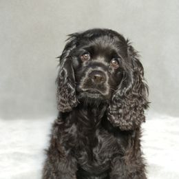 Cocker Spaniel Puppies from Timber Sunrise Cockers
