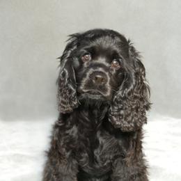 Cocker Spaniel Puppies from Timber Sunrise Cockers