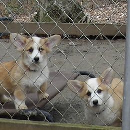 Pembroke Welsh Corgi Puppies from Let Alone Creek Farm Corgis
