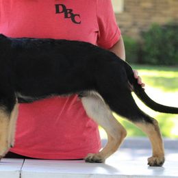 "Red from E litter" German Shepherd Puppies from Außer Gefahr German Shepherds