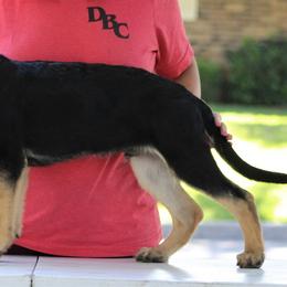 "Red from E litter" German Shepherd Puppies from Außer Gefahr German Shepherds
