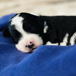 Cascade- Female Reservation 1 - Black and white female Sheepadoodle puppy in Spokane, Washington from Downriver Doodles