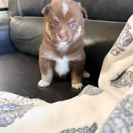 Boston - Chocolate male Pomsky puppy in Doon, Iowa from Luxury Pomsky