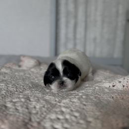 Barnaby Flannel - Black and white female Shih Tzu puppy in Cedar Hill, Texas from Puppy Paper House