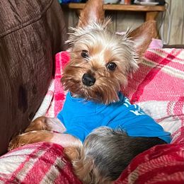 Yorkshire Terriers from Yorkie Patch Kennels