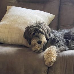 Gemma - Goldendoodle