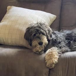 Gemma - Goldendoodle
