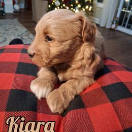 Kiara - Wheaten female Miniature Schnauzer puppy in Clemmons, North Carolina from Schnauzer Snobs