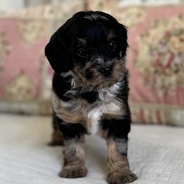 Amelia Badelia - Merle female Cavapoo puppy in Beckley, West Virginia from By Design Doodles