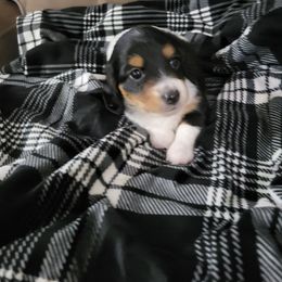 Jingle - Piebald male Dachshund puppy in Geneva, Florida from TGIF Doxies