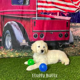 Cavalier King Charles Spaniel, Golden Retriever, and Schnoodle Puppies from Fluffy Buttz