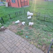American Eskimo Dog Puppies from Turks Eskis