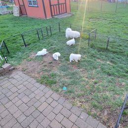 American Eskimo Dog Puppies from Turks Eskis