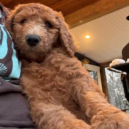 Orange Collar Boy - Red  male Poodle puppy in Grandview, Tennessee from FurEver Poodles