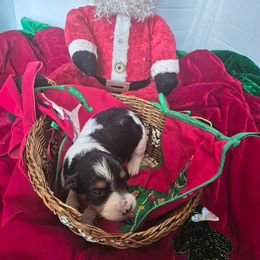 AKC MILLY - Piebald female Dachshund puppy in Bangs, Texas from Lickin'bach Miniature Dachshunds