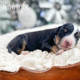 Kringle - Tri-color male Bernedoodle puppy in Henry, Illinois from Rowe Farms Doodles