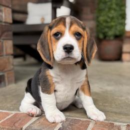 Hopscotch - Black tan and white female Beagle puppy in Mansfield, Missouri from Rippee Creek Kennel