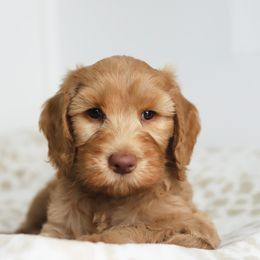 Yellow - Caramel red male Australian Labradoodle puppy in Williamstown, New York from Lewis Manor Labradoodles