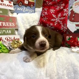 Border Collie and Jack Russell Terrier Puppies from CP FARMS BORDER COLLIES N JACKS CORP