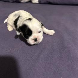 Oreo - Black and white male Shih Tzu puppy in Detroit, Michigan from Added family