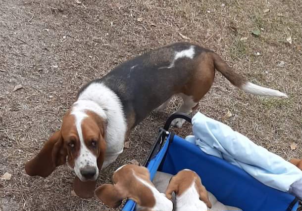 Stevie Tix - Basset Hound