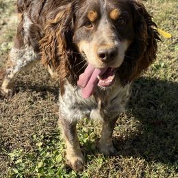 Smokey - English Springer Spaniel