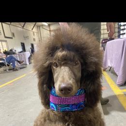 Poodle All Grown Up from Purley Poodles