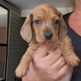 Boy 2-Red Dapple - Dapple male Dachshund puppy in Pierson, Florida from Michelle’s Mini Dachshunds